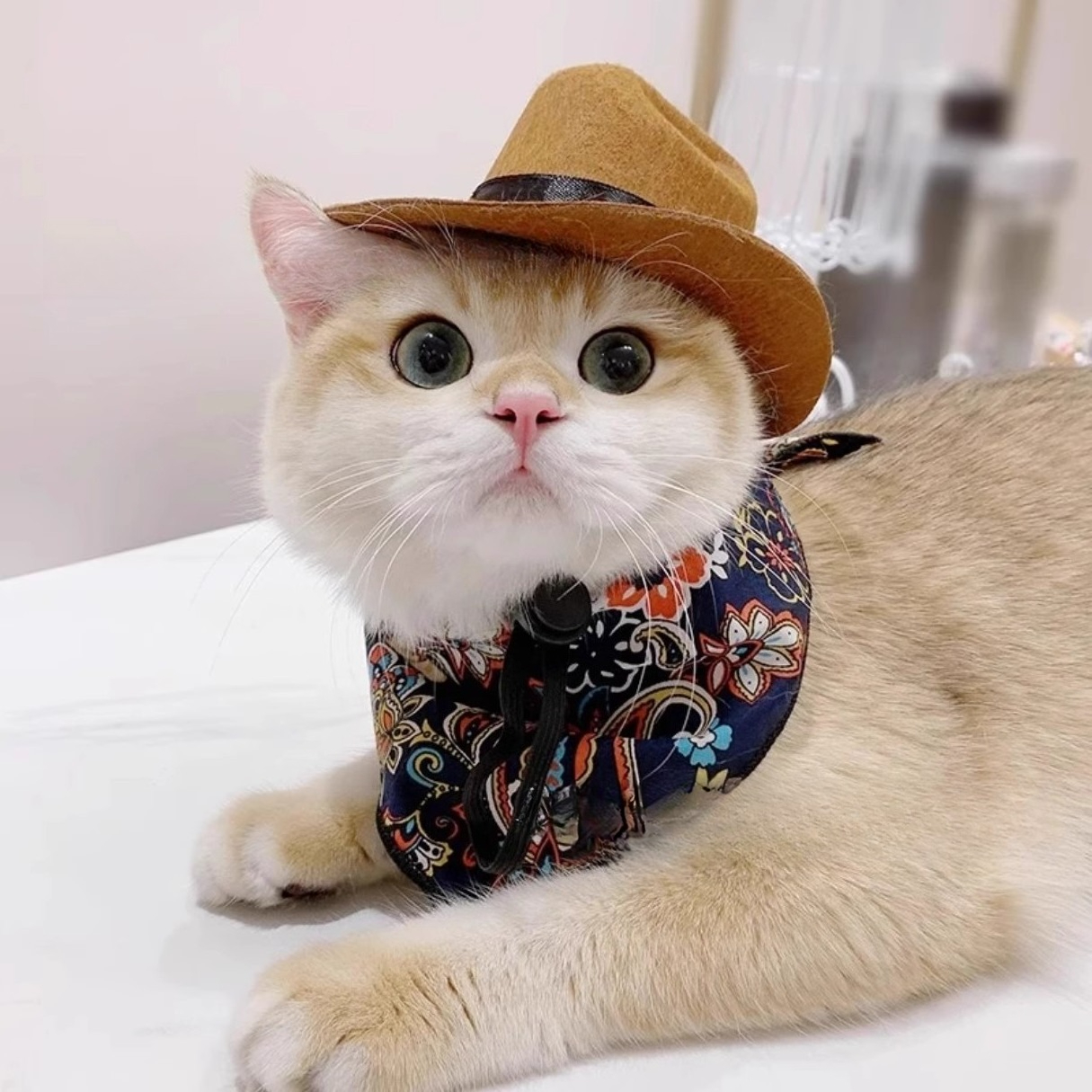  Cat Cowboy Hat Pet Head Acce - Cowboy Hat Straw บทวิจารณ์และราคา